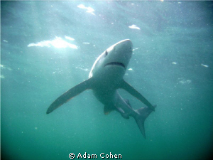 12-foot blue shark shot from below with a sunlit backgrou... by Adam Cohen 